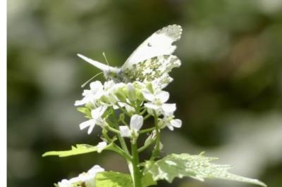 <i>Anthocharis cardamines</i>
