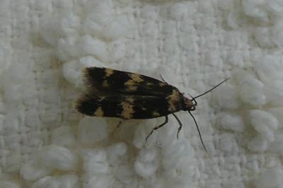 <i>Oegoconia</i>