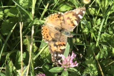 <i>Vanessa cardui</i>