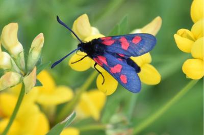 <i>Zygaena trifolii</i>