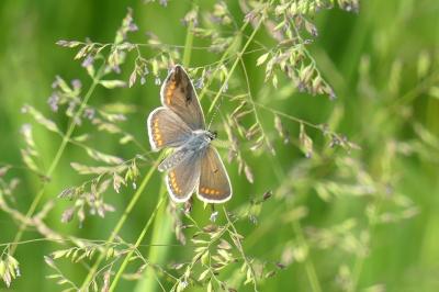 <i>Polyommatus icarus</i>
