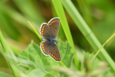 <i>Aricia agestis</i>