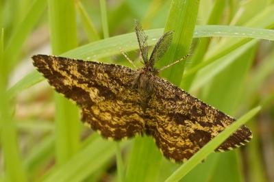 <i>Ematurga atomaria</i>
