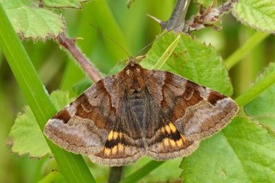 <i>Euclidia glyphica</i>
