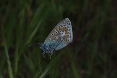 <i>Polyommatus icarus</i>