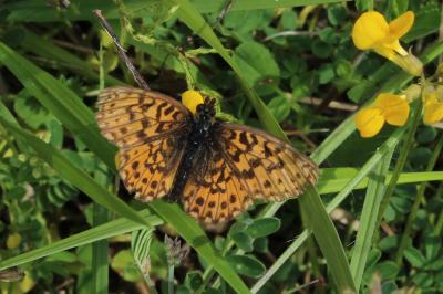 <i>Boloria dia</i>
