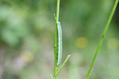 <i>Anthocharis cardamines</i>
