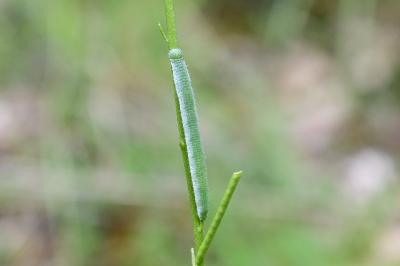 <i>Anthocharis cardamines</i>