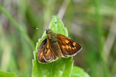 <i>Ochlodes sylvanus</i>