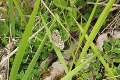 <i>Lysandra bellargus</i>