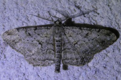 <i>Peribatodes rhomboidaria</i>