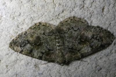 <i>Cleorodes lichenaria</i>