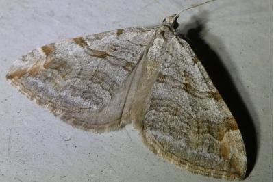 <i>Aplocera efformata/plagiata</i>