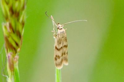 <i>Homoeosoma sinuella</i>