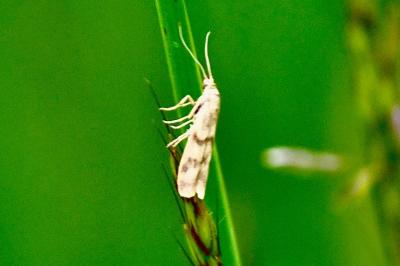 <i>Homoeosoma sinuella</i>
