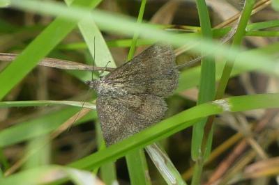 <i>Phytometra viridaria</i>