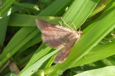 <i>Scopula rubiginata</i>