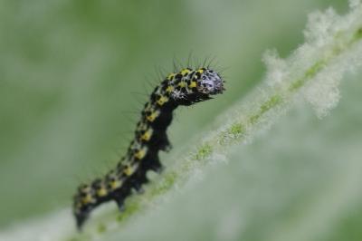 <i>Cucullia verbasci</i>