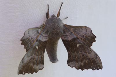 <i>Laothoe populi</i>