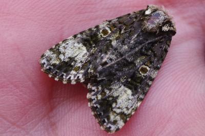 <i>Craniophora ligustri</i>