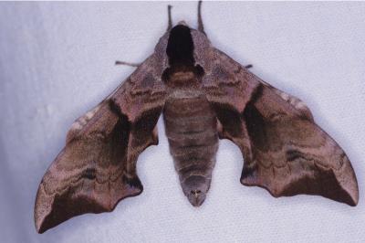 <i>Smerinthus ocellatus</i>