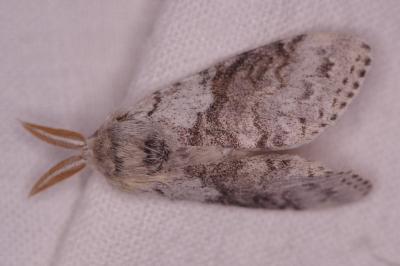 <i>Calliteara pudibunda</i>