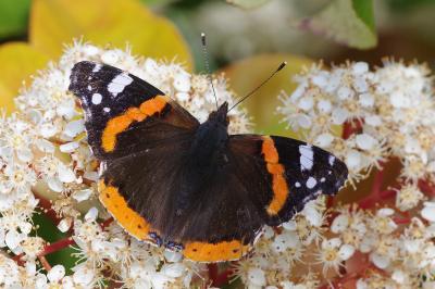 <i>Vanessa atalanta</i>