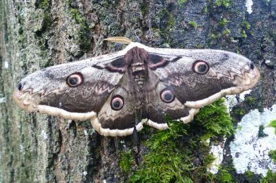 <i>Saturnia pyri</i>