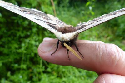 <i>Saturnia pyri</i>