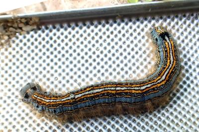 <i>Malacosoma neustria</i>