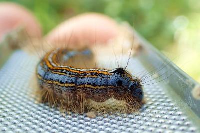 <i>Malacosoma neustria</i>