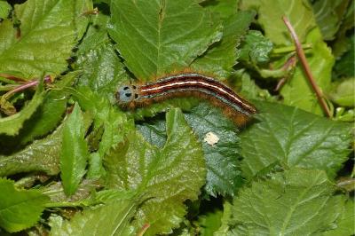 <i>Malacosoma neustria</i>