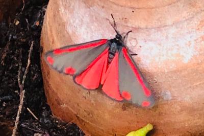<i>Tyria jacobaeae</i>