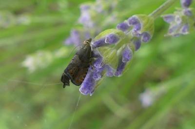 <i>Dichrorampha</i>