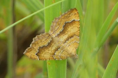 <i>Camptogramma bilineata</i>