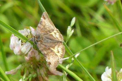 <i>Euclidia glyphica</i>