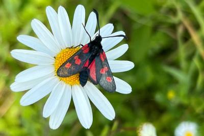 <i>Zygaena trifolii</i>