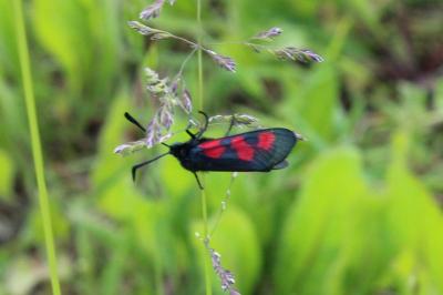 <i>Zygaena trifolii</i>