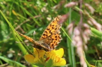 <i>Boloria dia</i>