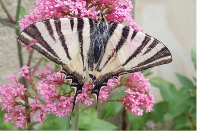 <i>Iphiclides podalirius</i>