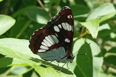 <i>Limenitis reducta</i>