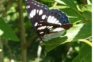 <i>Limenitis reducta</i>