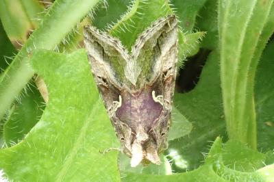 <i>Autographa gamma</i>