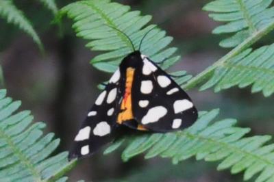 <i>Arctia villica</i>