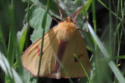 <i>Diacrisia sannio</i>