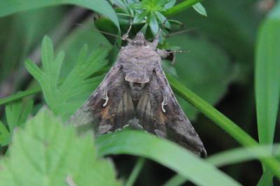 <i>Autographa gamma</i>