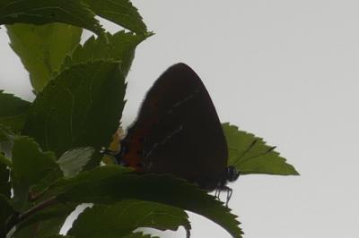 <i>Satyrium pruni</i>