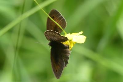 <i>Maniola jurtina</i>