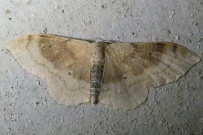 <i>Idaea degeneraria</i>