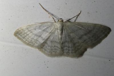 <i>Idaea subsericeata</i>